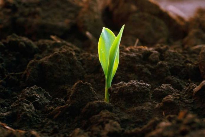 6 кращих органічних добавок, щоб покращити ґрунт на ділянці