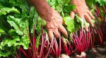 Що краще посадити біля буряка: обирайте сусідів правильно