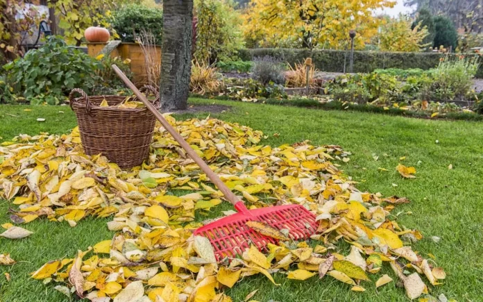 Як компостувати опале листя, щоб не спалювати восени