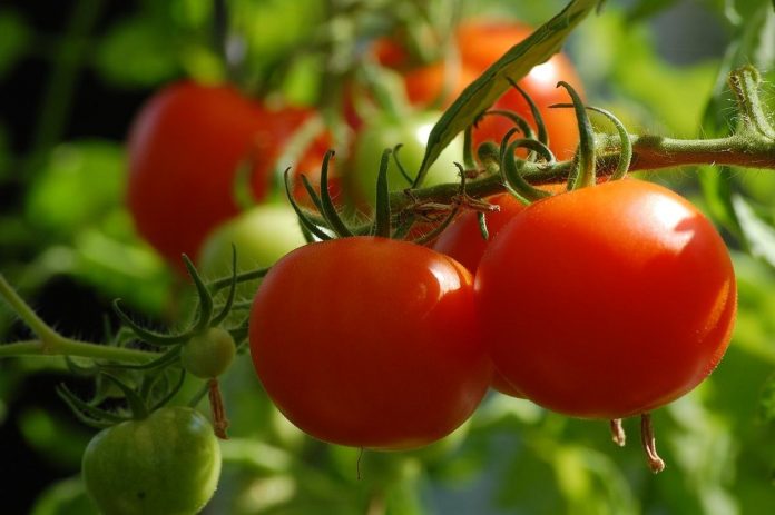 «Секретний» полив помідорів проти фітофтори