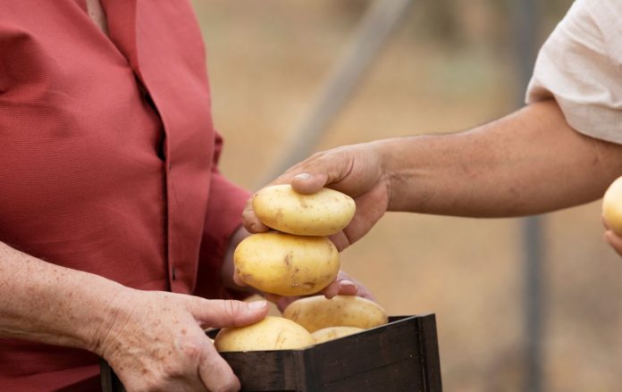 Бабусині секрети зберігання картоплі до пізньої весни