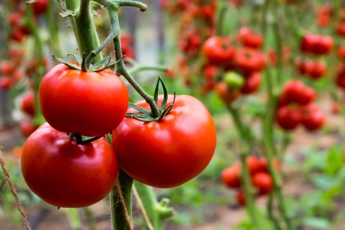 3 сорти низькорослих помідорів, які вразять вас великим врожаєм