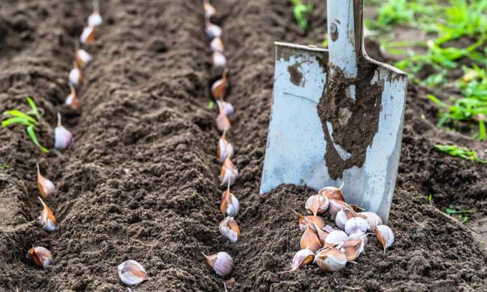 Як підготувати ґрунт для високоякісного урожаю часнику: важливі поради від досвідчених городників