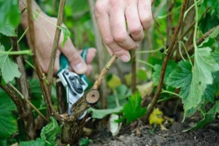 Як доглядати за смородиновими кущами на початку вересня