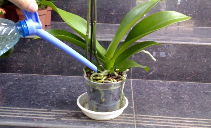 Як правильно поливати орхідею, щоб не нашкодити рослині