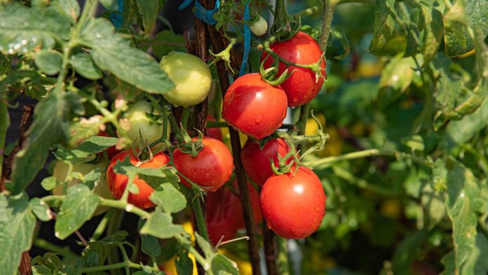 Як допомогти помідорам швидше дозріти: простий спосіб