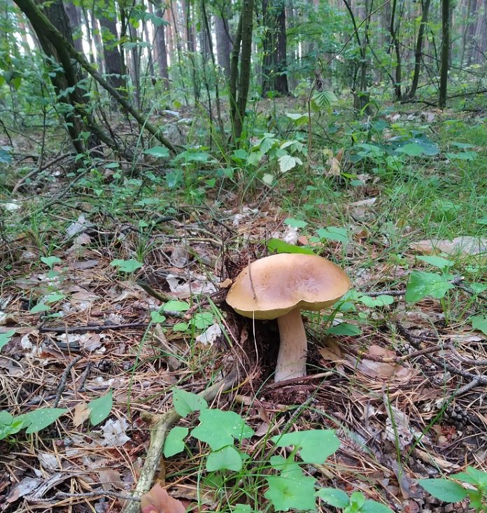 Який простий спосіб допоможе позбавити лісові гриби від живності