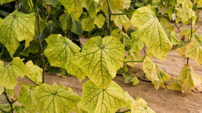 Чим поливати огірки, щоб не жовтіло листя