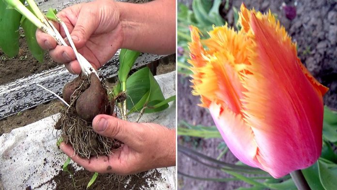 Як правильно пересадити тюльпани у вересні