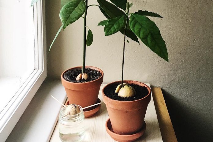 Авокадо на підвіконні: як виростити екзотичну рослину вдома