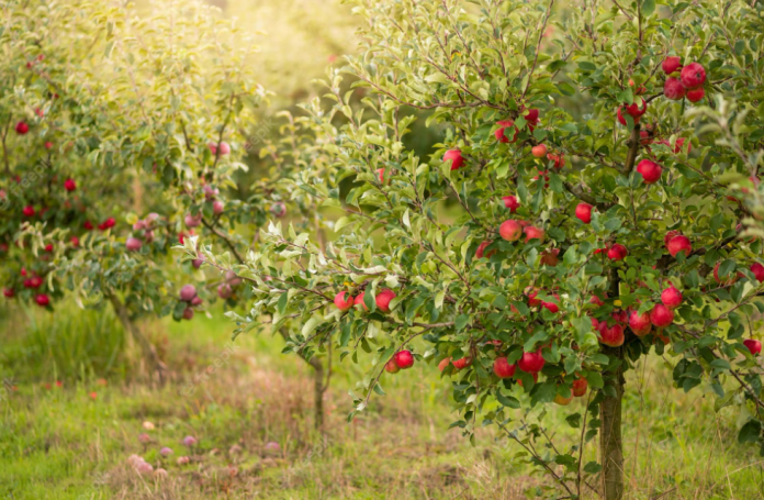 Чим підгодувати яблуню та вишню восени: досвідчені садівники поділилися порадами