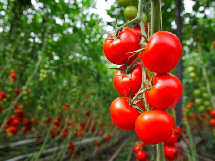 Як поновити родючість ґрунту після вирощування помідорів