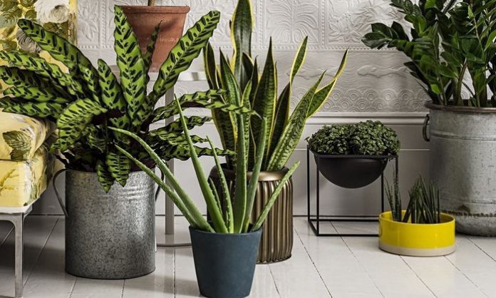 Які кімнатні рослини є найкращими для очищення повітря в приміщенні