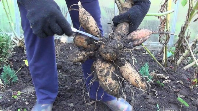 Як зберігати корені жоржин взимку: поради квітникарів