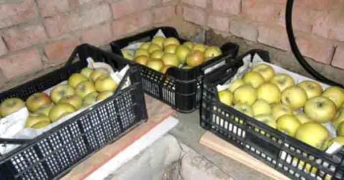 Як правильно зберігати пізні сорти яблук, щоб долежали до весни