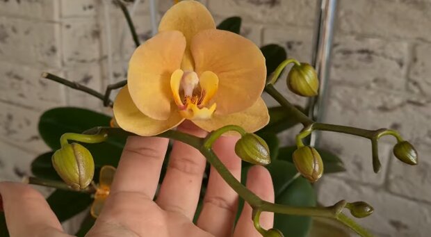 Догляд за орхідеями взимку: поради квітникарів