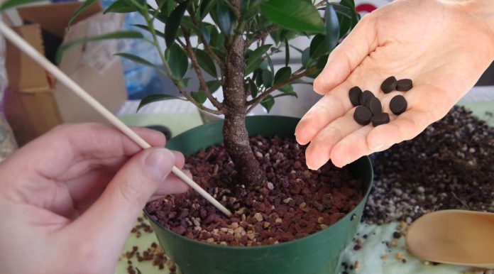 Активоване вугілля врятує кімнатні рослини від грибкових захворювань