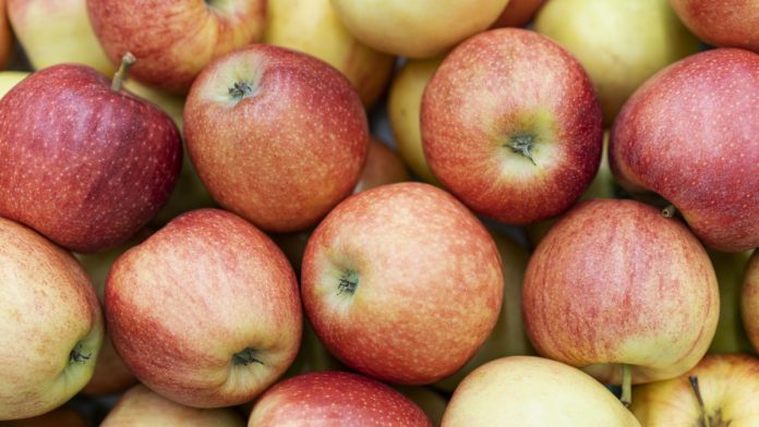 Яблука у підвалі до нового сезону: секрети зберігання