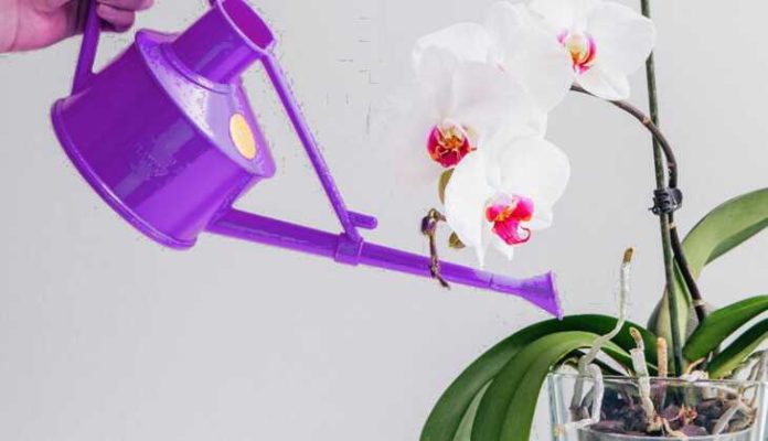 Як поливати орхідею в горщику: правила поливу
