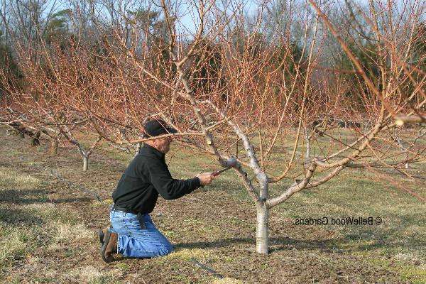 Як доглядати за персиковими деревами навесні: поради садівників