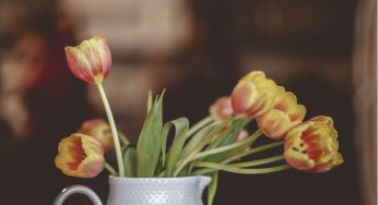 Що робити, щоб тюльпани довше стояли у вазі: корисні поради