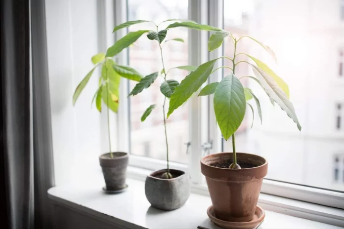 Як посадити авокадо в домашніх умовах