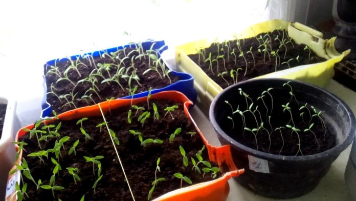 Чим підживити розсаду помідорів та перцю у перші місяці росту