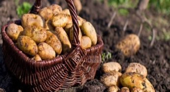 Як садити картоплю, щоб урожай був удвічі більший, ніж зазвичай