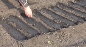 Як посіяти цибулю чорнушку навесні