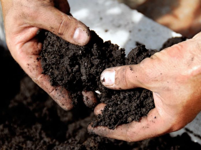 Чи варто поливати ґрунт для розсади окропом