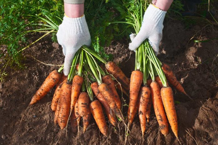 Дачники розповіли, що треба робити для вирощування рівної та великої моркви