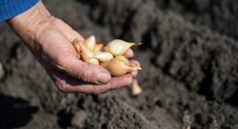 Господині поділилися секретом, в чому замочити цибулю перед посадкою, щоб була стійкою до грибкових захворювань