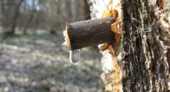 Як збирати березовий сік, щоб не нашкодити дереву