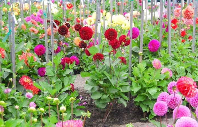 Досвідчені квітникарі розповіли, коли та як правильно садити жоржини у ґрунт