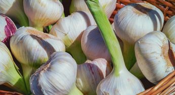 Не втрачайте 50% урожаю: 3 головні обробки часнику в червні