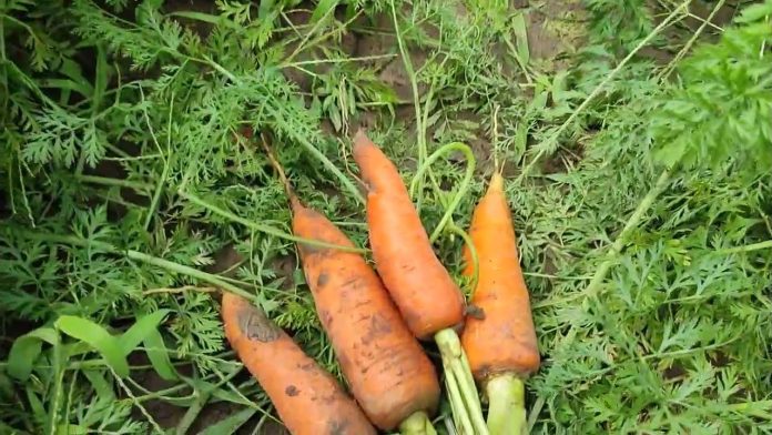 Городники розповіли, чим підживлювати моркву протягом сезону, щоб вродила солодка й соковита