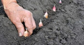 Як і коли правильно садити ярий часник, щоб були великі головки
