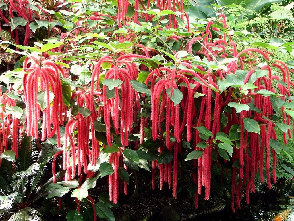 Акаліфа щетиноволосиста (Acalypha hispida)