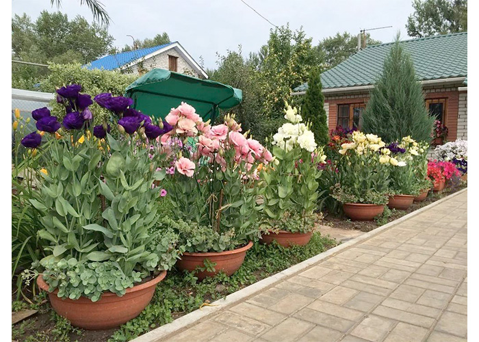 Еустома в кашпо